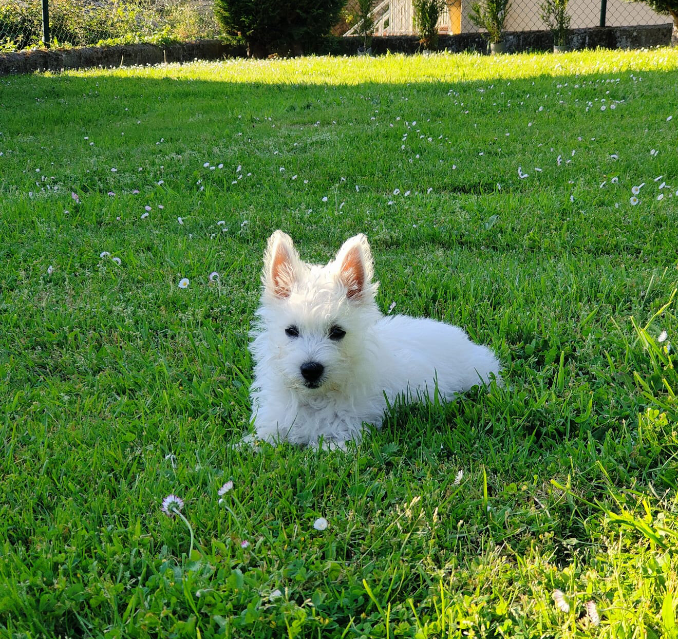 how-nice-it-is-to-have-a-dog-galopin-playgrounds