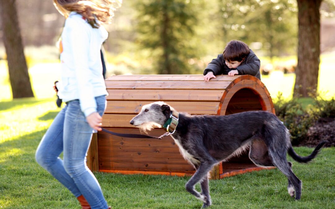 Dog Parks and Agility Circuits: Urban Spaces for Dogs and Owners