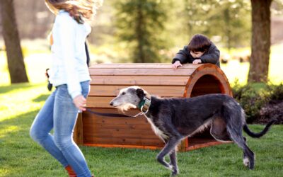 Dog Parks and Agility Circuits: Urban Spaces for Dogs and Owners